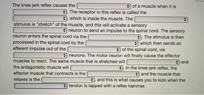 Solved The knee jerk reflex causes the of a muscle when it | Chegg.com