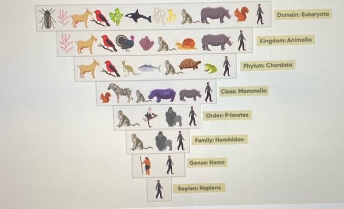 Solved i need a chart for taxonomic classification for human 