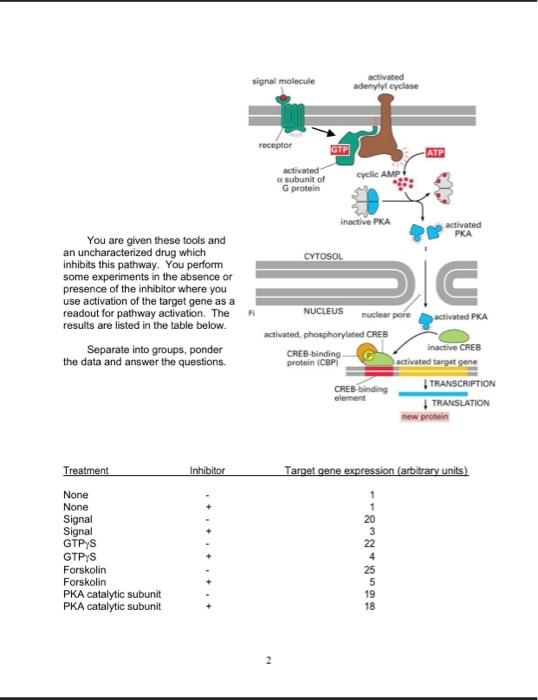 Solved CAMP signaling through G-protein coupled receptors As | Chegg.com
