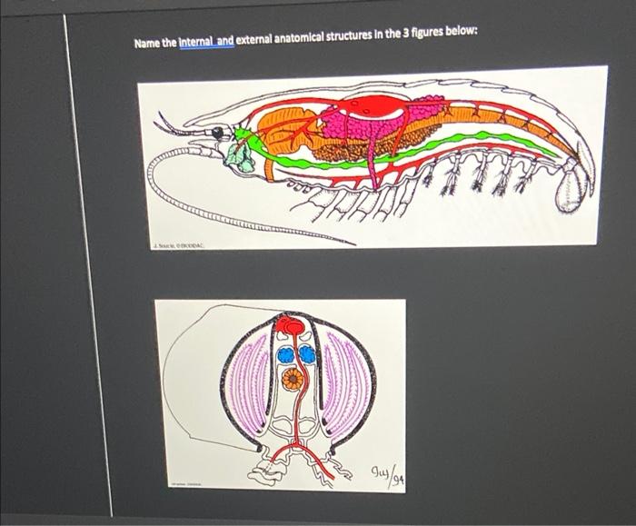 Name the intemal and external anatomical structures in the 3 figures below: