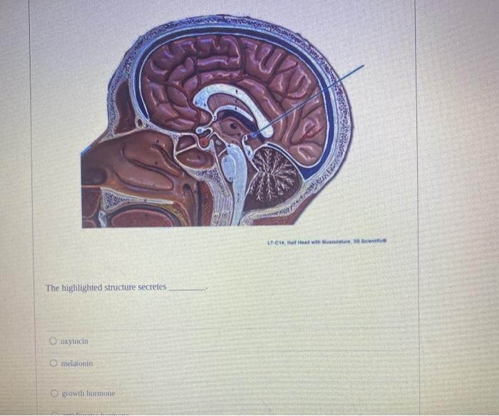 Solved LTCM est w Me The highlighted structure secretes | Chegg.com