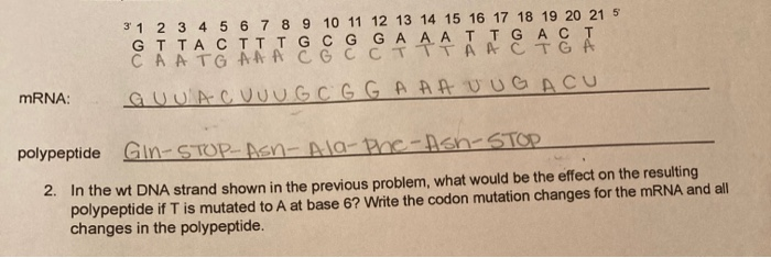 Solved In The Dna Strand Shown In The Previous Problem W Chegg Com