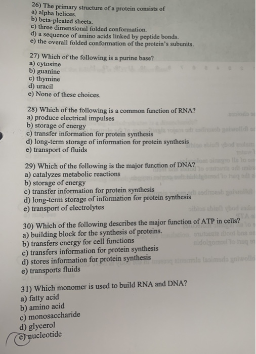 Solved 26) The primary structure of a protein consists of a) | Chegg.com