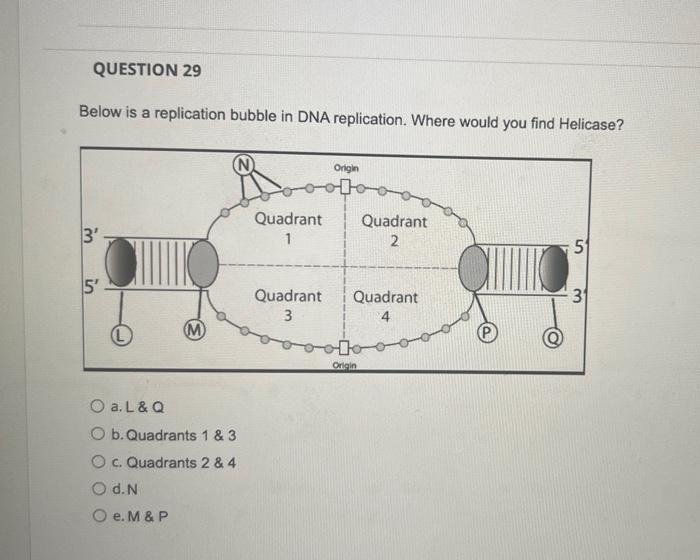 Solved QUESTION 29 Below is a replication bubble in DNA | Chegg.com