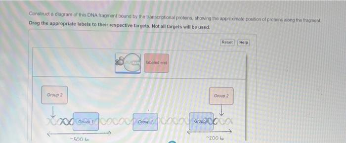 Construct a diagram of this DNA fragment bound by the | Chegg.com