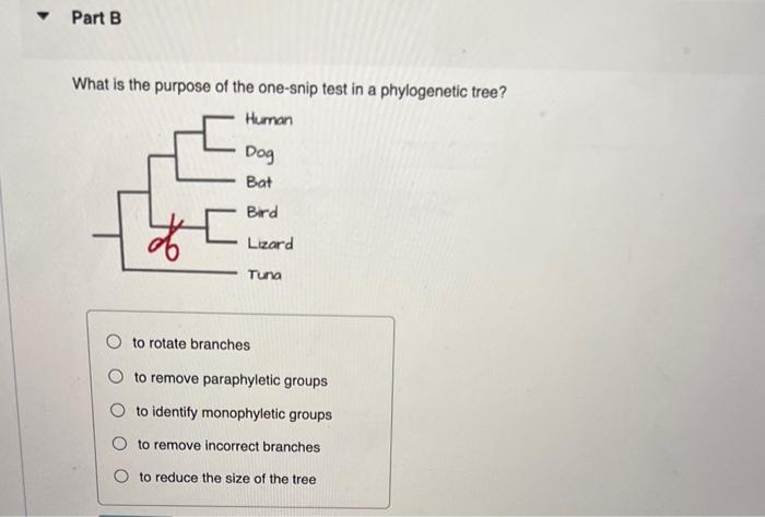 What is the purpose of the one-snip test in a phylogenetic tree?
to rotate branches
to remove paraphyletic groups
to identify