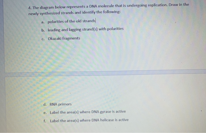 Solved 4. The diagram below represents a DNA molecule that | Chegg.com