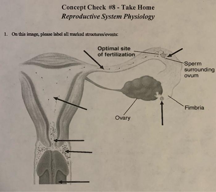 Solved Concept Check \#8 - Take Home Reproductive System | Chegg.com