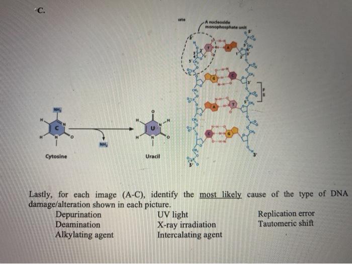 Solved Activity A Three different examples of DNA damage are | Chegg.com