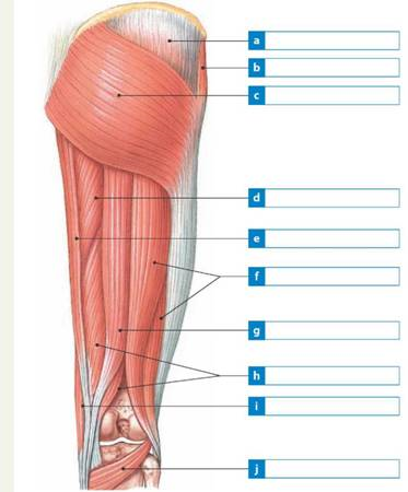 Solved: Label each of the indicated muscles that move the thigh