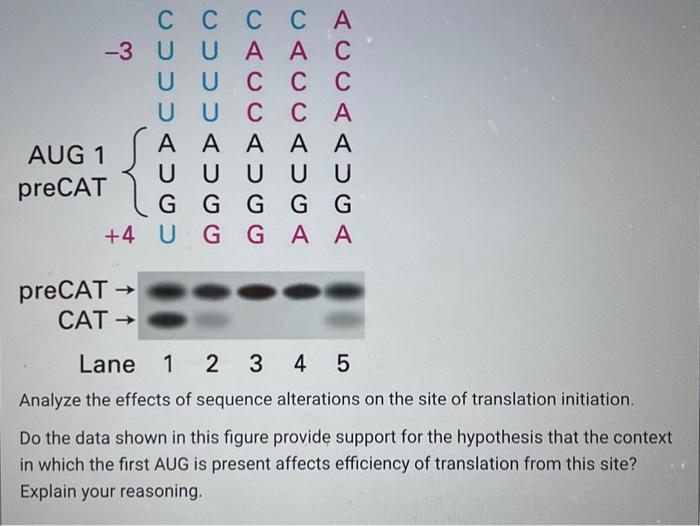 Solved Protein synthesis in eukaryotes normally begins at