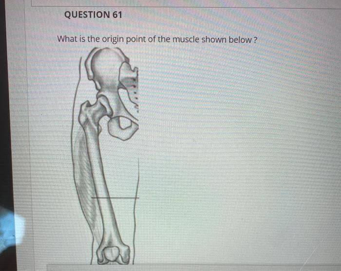 Solved QUESTION 61 What is the origin point of the muscle | Chegg.com