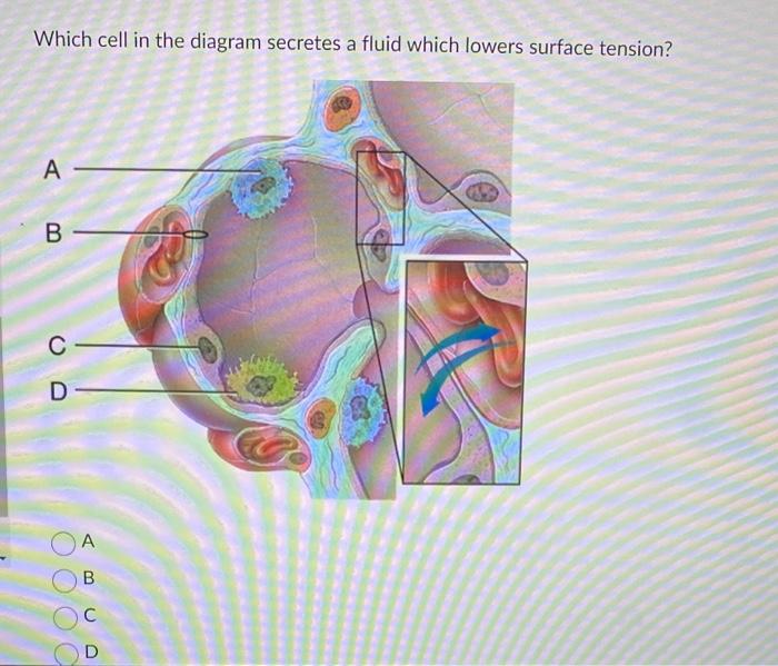 Solved Which cell in the diagram secretes a fluid which | Chegg.com