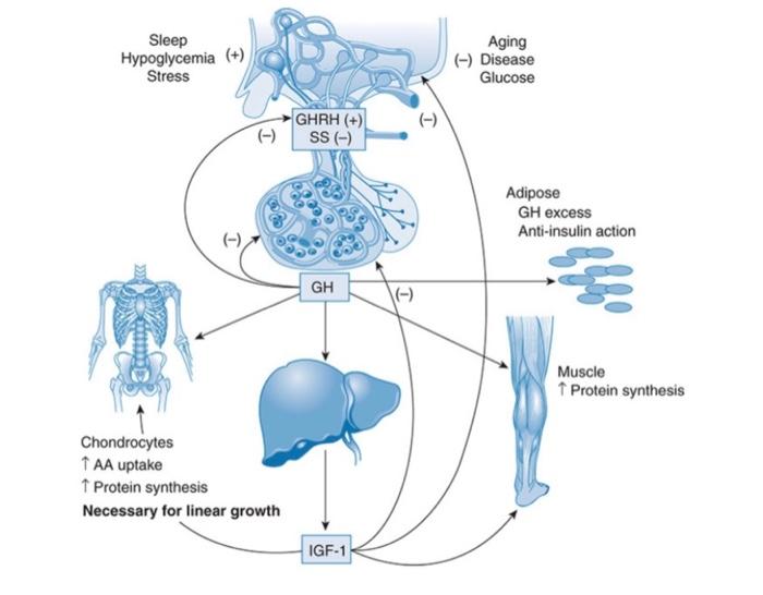 Solved Identify all the factors that regulate growth hormone