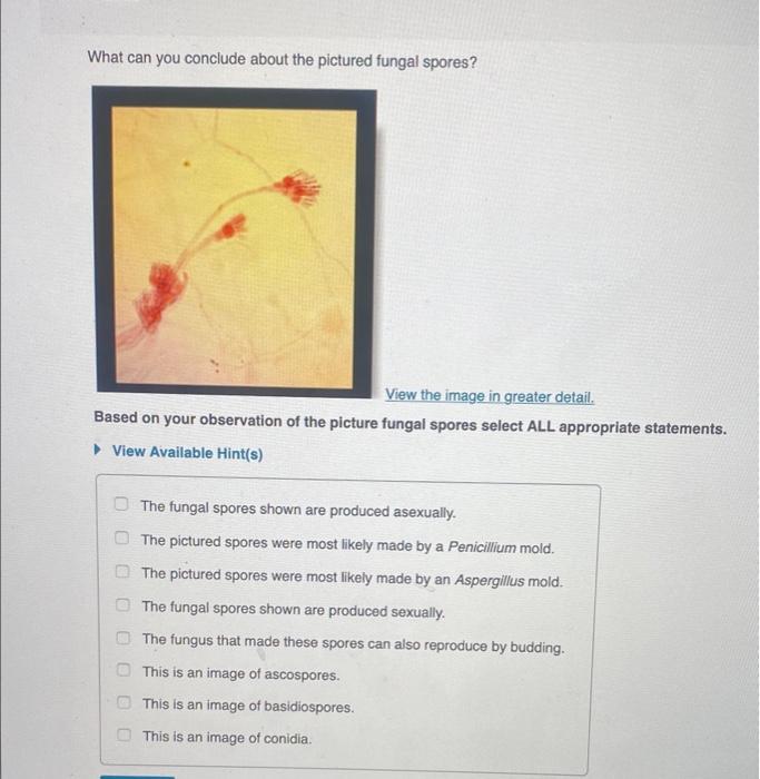 Solved What can you conclude about the pictured fungal | Chegg.com