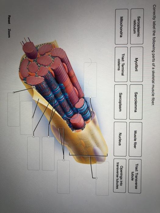parts of skeletal muscle
