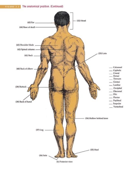 2.6 Anatomical View of the Body, Positions, Locations, and