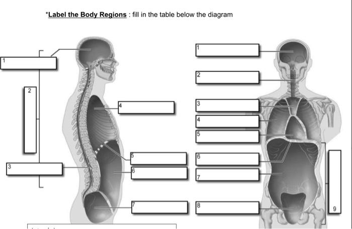 9 regions of the body