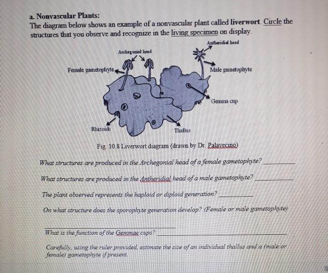 Solved A Nonvascular Plants The Diagram Below Shows An Chegg Com