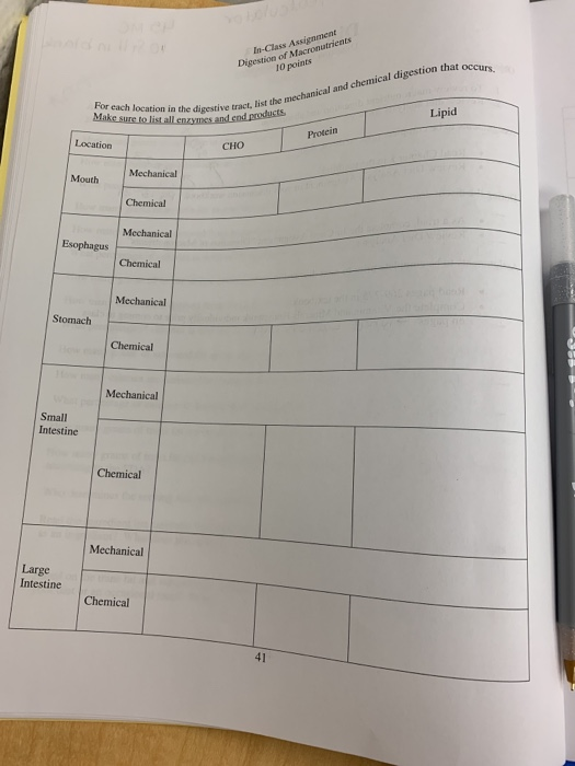 Solved In Class Assignment Digestion Of Macronutrients 10 Chegg