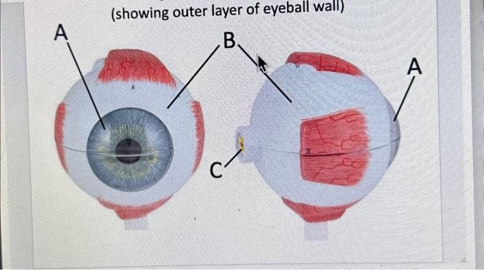 (showing outer layer of eyeball wall)