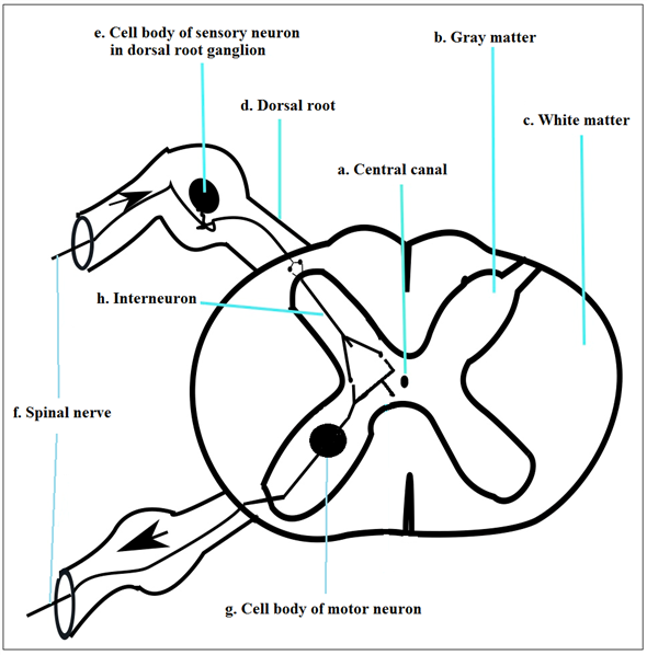 psychopy drawing a stimulus based on if statement psychopy drawing a stimulus based on if statement