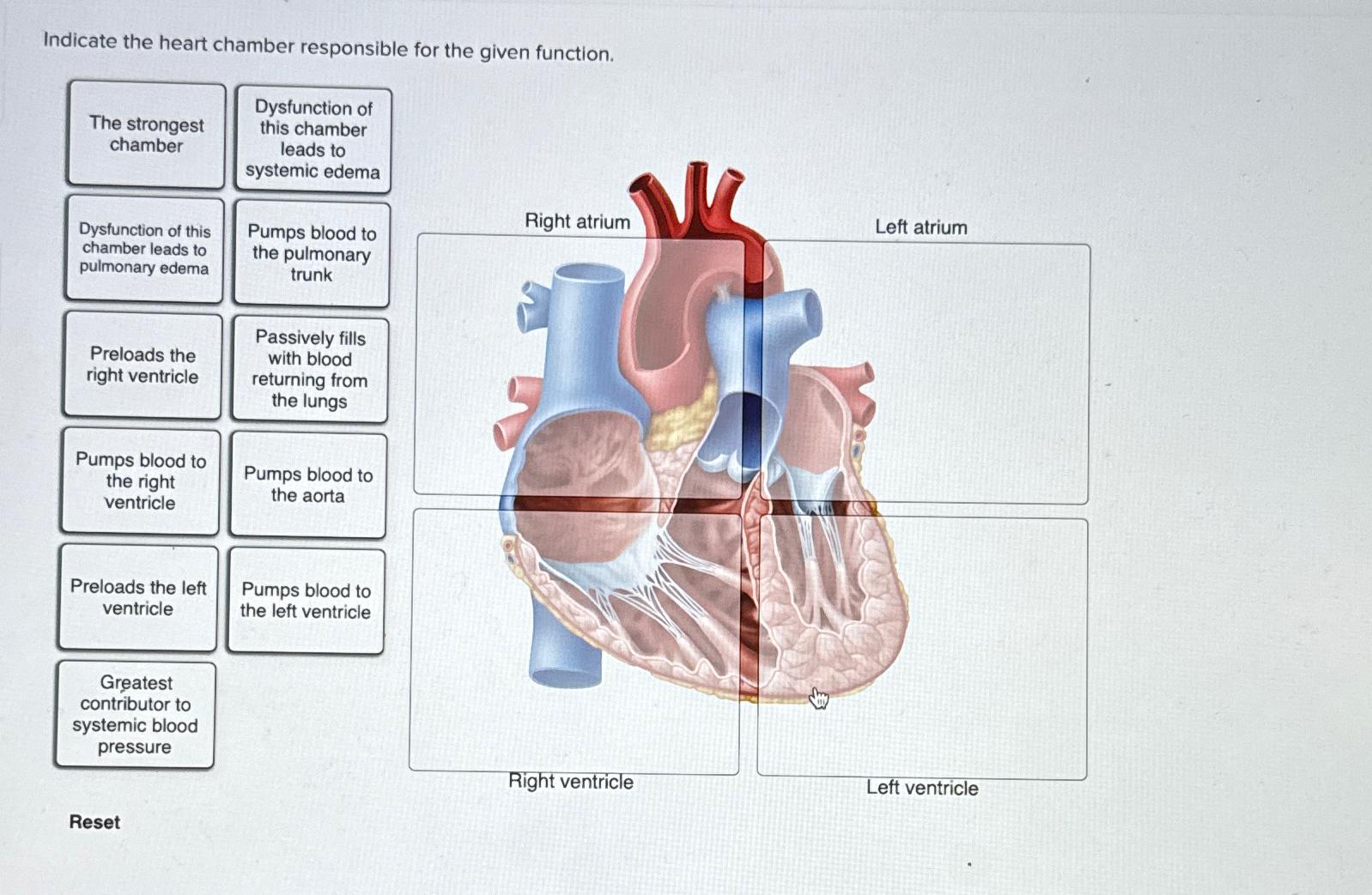 Solved Indicate the heart chamber responsible for the given 
