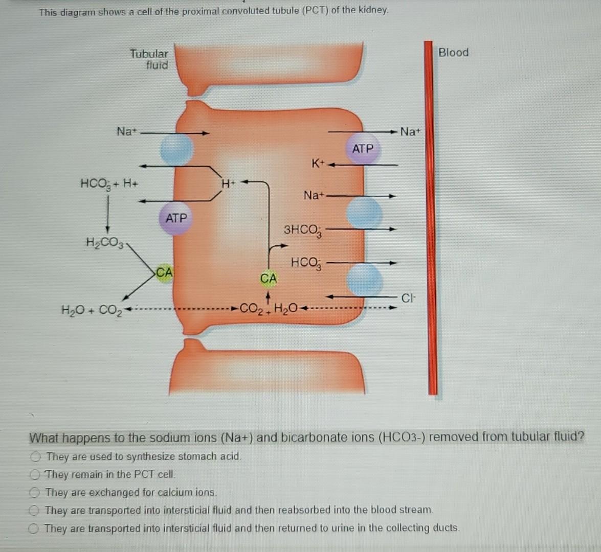Solved What happens to the sodium ions (Na+) and bicarbonate | Chegg.com