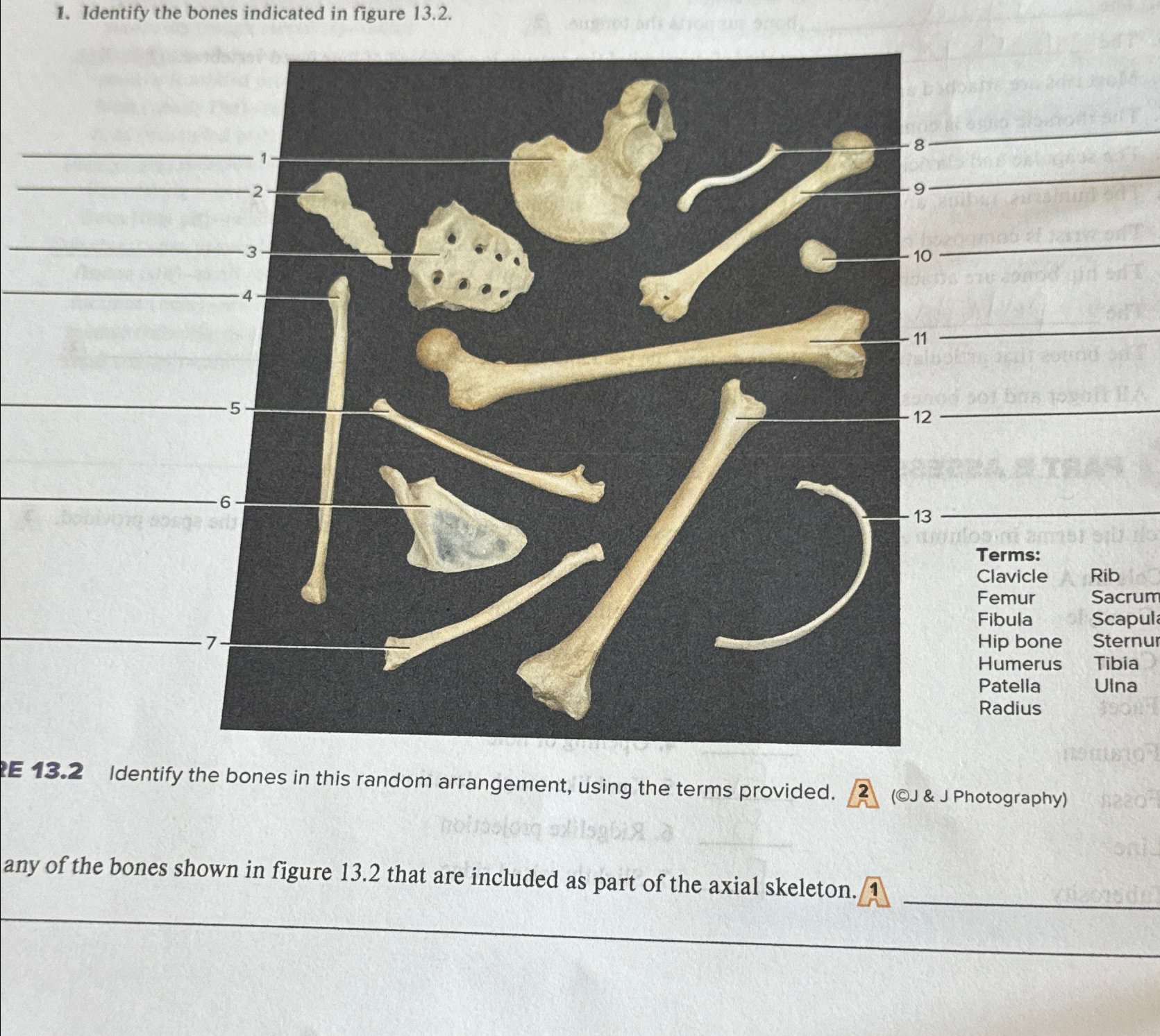 Solved Identify the bones indicated in figure 13.2 .RE | Chegg.com