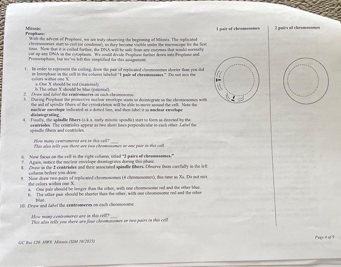 Mitosis: Prophase: With the advent of Prophase, wo Biology Diagrams