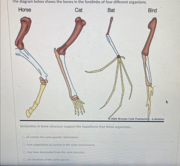 Similarities in bone structure support the hypothesis that these organisms.i.
all contain the same genetic ioformation.
have 