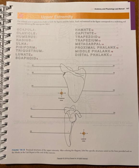 Solved Anatomy and Physiology Lab Manual Upper Extremity