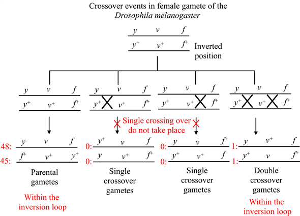 Solved One Of The X Chromosomes In A Particular Drosophila Female Chegg Com