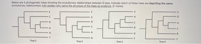 Solved Below Are 4 Phylogenetic Trees Showing The | Chegg.com