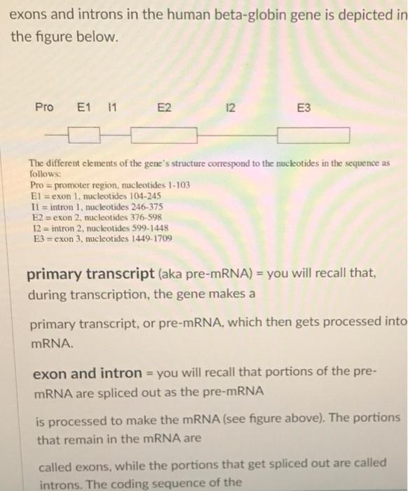 Solved The Structure And Sequence Of The Human BetaGlobin | Chegg.com