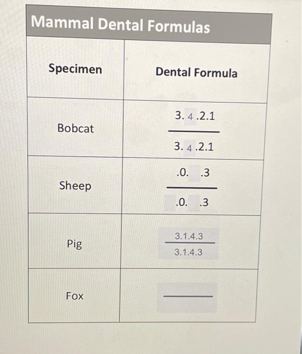 Mammal Dental Formulas Bobcat Teeth - | Chegg.com