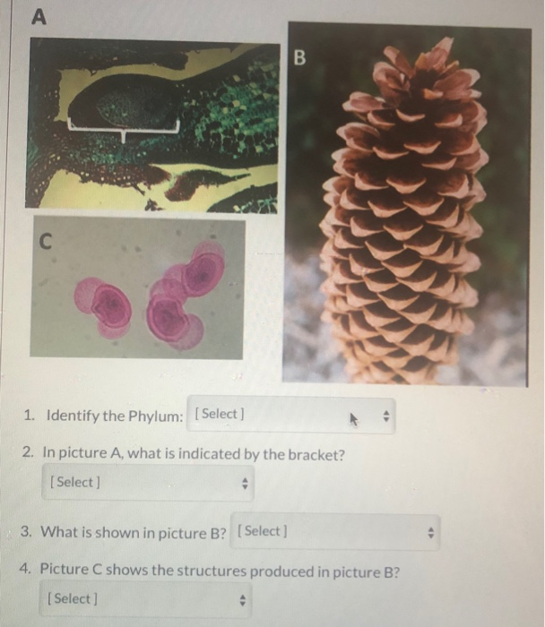 Solved А B C 1. Identify The Phylum: [Select] 2. In Picture | Chegg.com