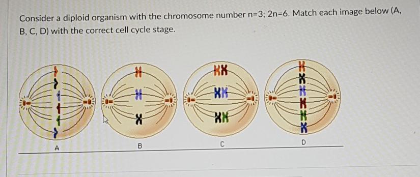 Solved Consider a diploid organism with the chromosome | Chegg.com