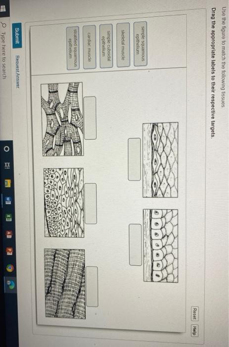 Solved Use the figure to match the following tissues Drag | Chegg.com