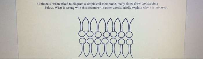 simple cell wall diagram