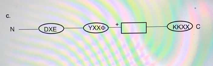 3. (15 points) You have predicted the amino acid | Chegg.com
