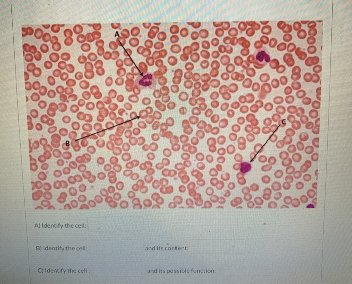 Solved A) Identify The Cell: B) Identify The Cell: And Its | Chegg.com