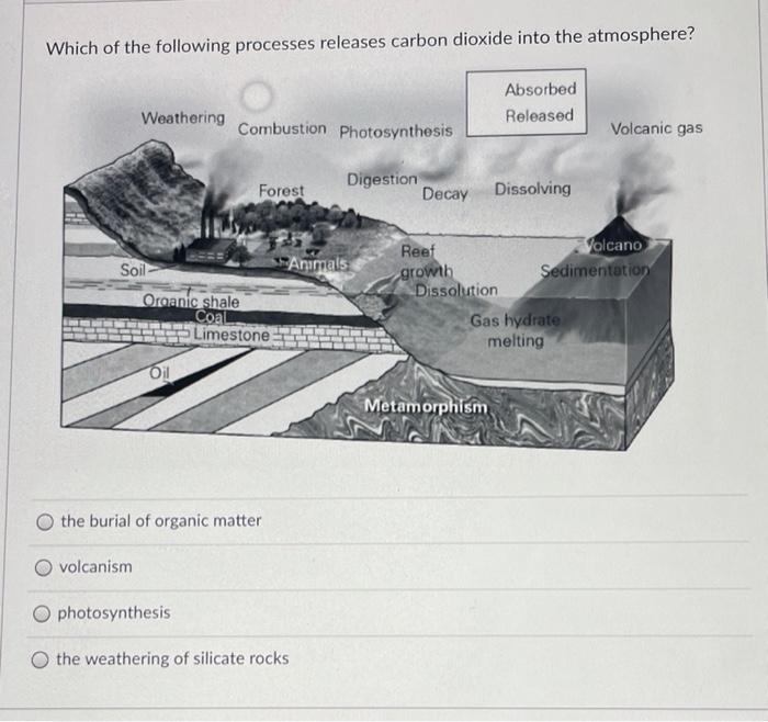 Solved Which Of The Following Processes Releases Carbon | Chegg.com