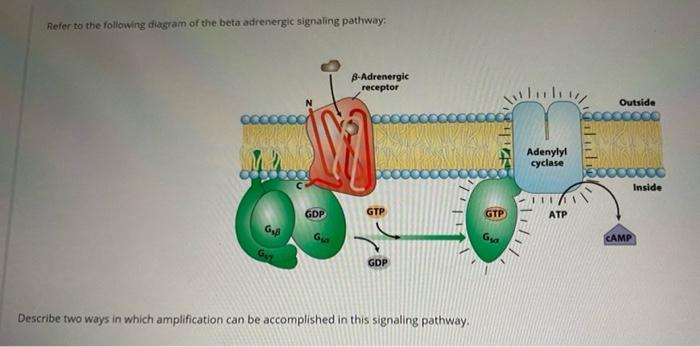 Solved Refer To The Following Diagram Of The Beta Adrenergic | Chegg.com