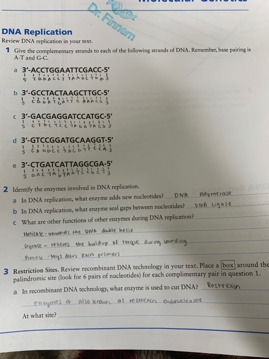 Solved Finner DNA Replication Review DNA replication in your | Chegg.com