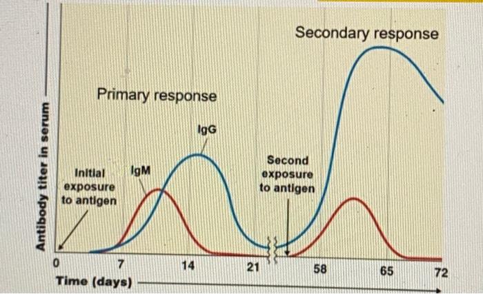 Solved two differences between primary immune response for a | Chegg.com