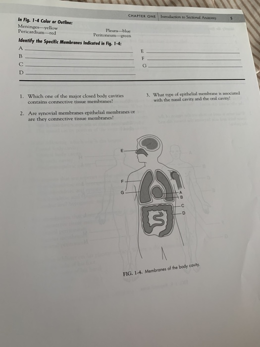 Solved 2 Introduction to Sectional Anatomy CHAPTER ONE In Biology Diagrams