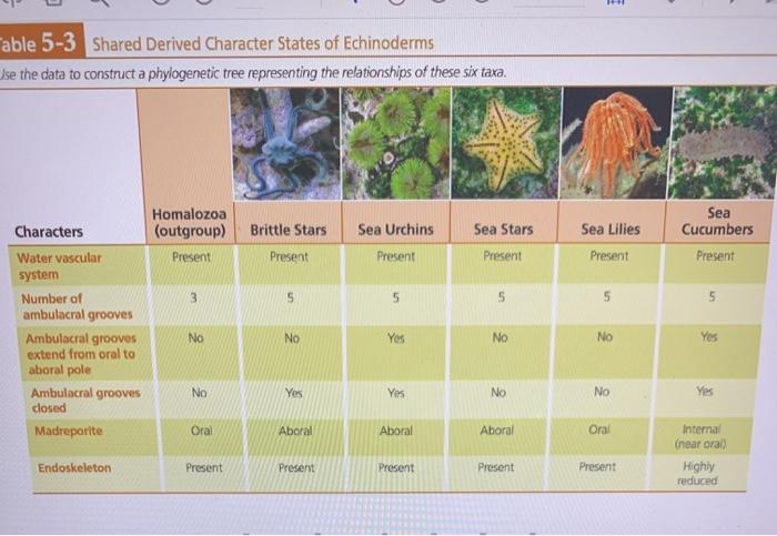 solved-191-able-5-3-shared-derived-character-states-of-chegg