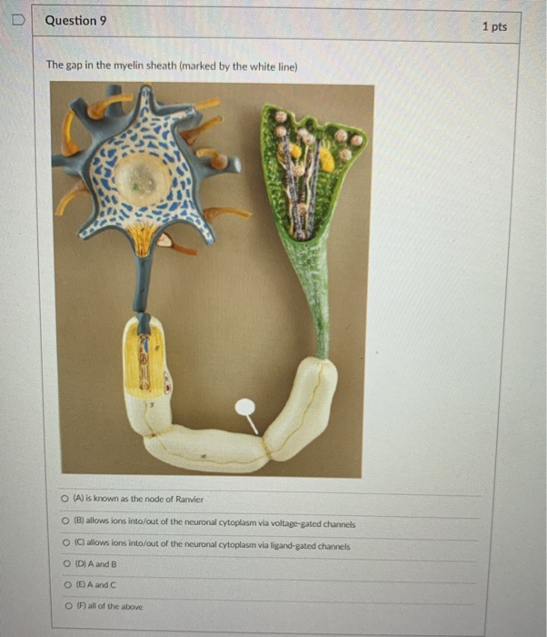 Solved Question 9 1 pts The gap in the myelin sheath (marked | Chegg.com