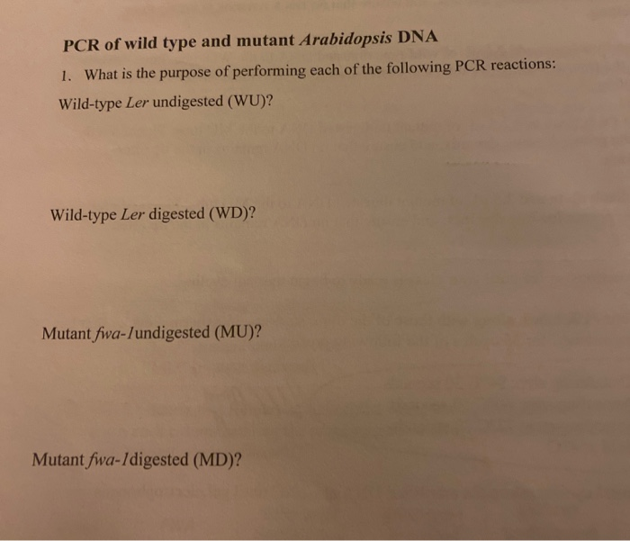 Solved PCR of wild type and mutant Arabidopsis DNA 1. What | Chegg.com